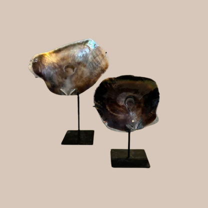 Kiara schelp - Interior pieces