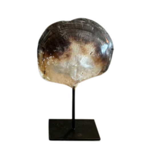 Merle schelp - Interior pieces